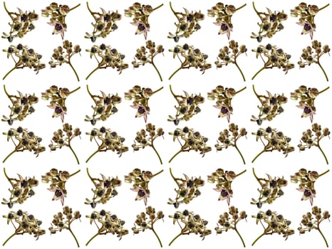 Pattern Floral on a white background photo