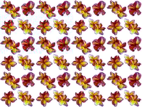 Pattern Floral on a white background photo