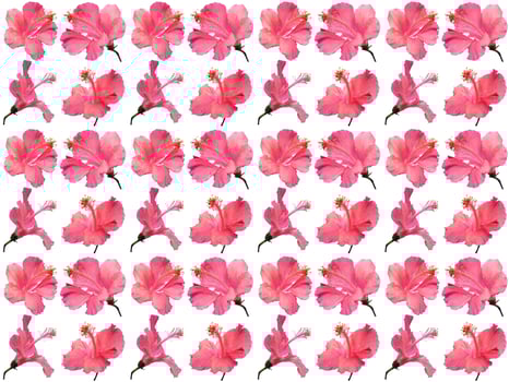Pattern Floral on a white background photo