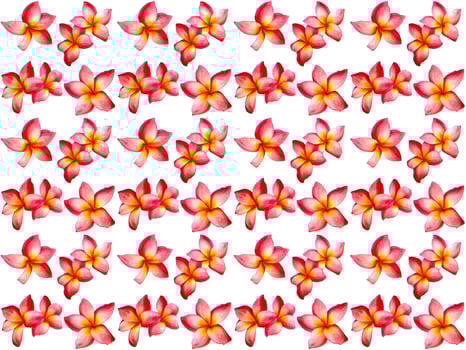 Flowers Pattern on a white background photo