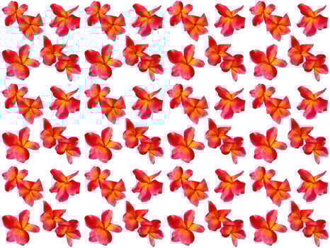 Flowers Pattern on a white background photo