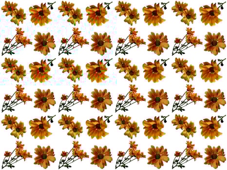 Flowers Pattern on a white background photo