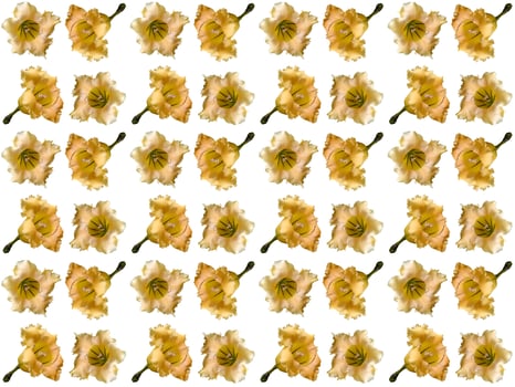 Pattern Flowers background photo