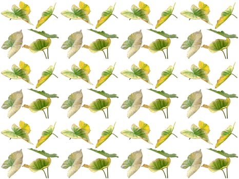 Leaves pattern on a white background photo