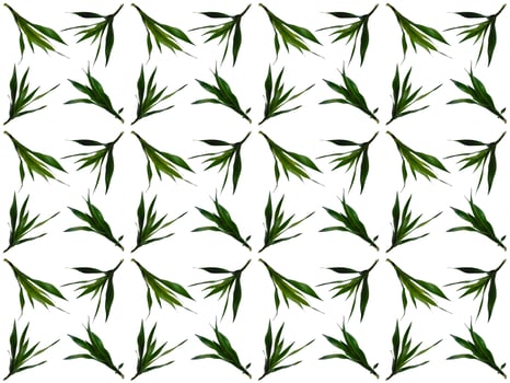 Leaves pattern on a white background photo