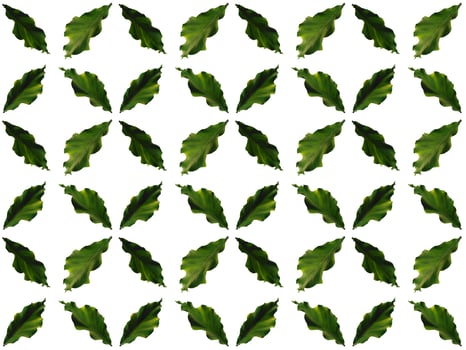 Leaves pattern on a white background photo