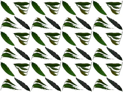 Leaves pattern on a white background photo