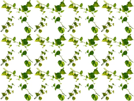 Pattern Leaves on a white background photo