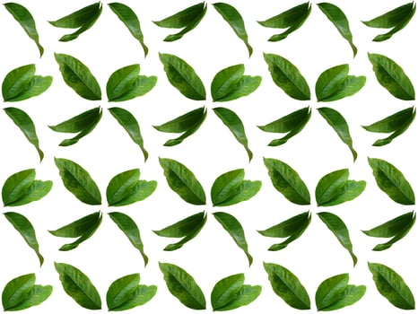 Pattern Leaves on a white background photo