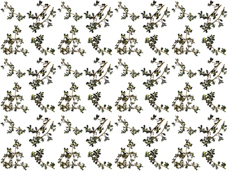 Pattern Leaves on a white background photo