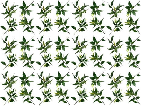 Pattern Leaves on a white background photo