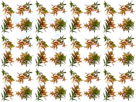 Pattern Leaves on a white background photo