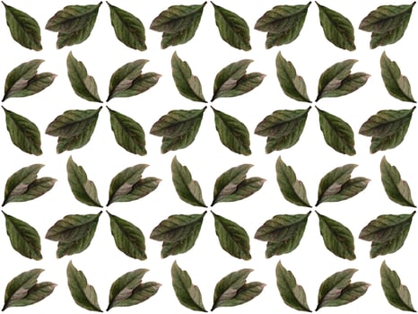 Pattern Leaves on a white background photo