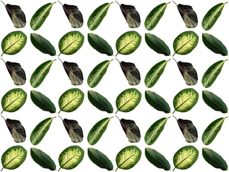Pattern Leaves on a white background photo