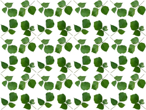 Pattern Leaves on a white background photo