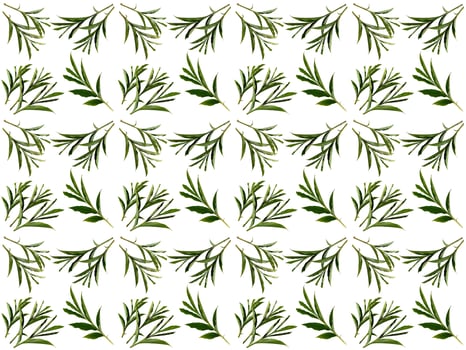 Pattern Leaf on a white background photo