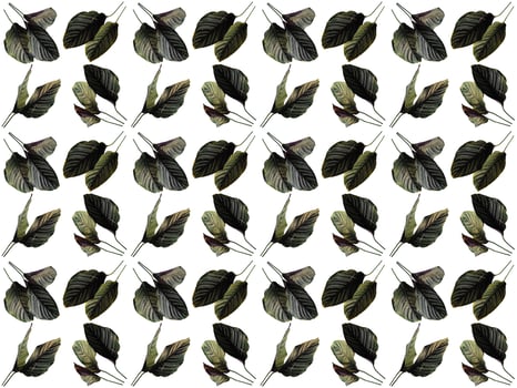 Pattern Leaf on a white background photo