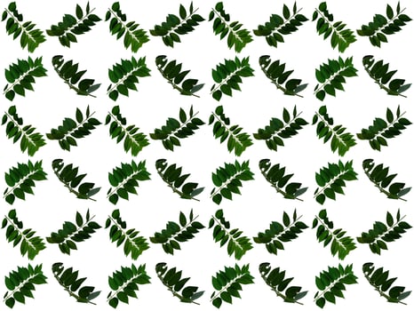 Pattern Leaf on a white background photo