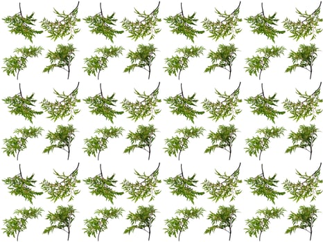 Pattern Leaf on a white background photo