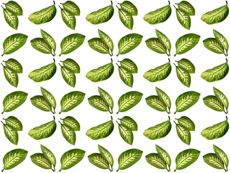 Leaves pattern on a white background photo