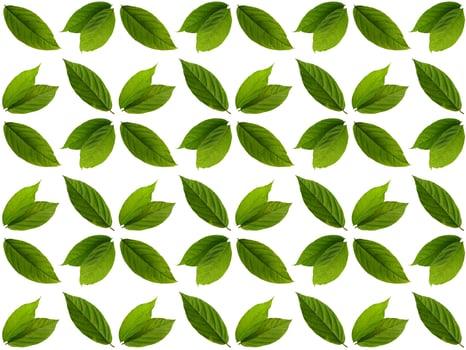 Leaves pattern on a white background photo