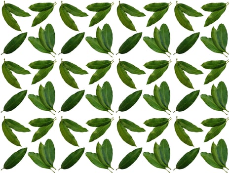 Leaves pattern on a white background photo