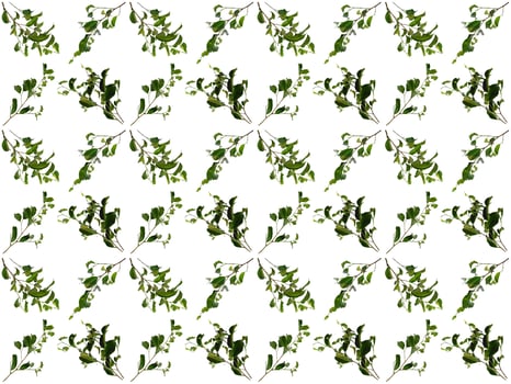 Leaf pattern on a white background photo