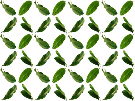Leaf pattern on a white background photo