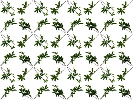 Leaf pattern on a white background photo