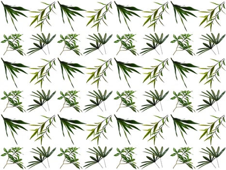 Leaf pattern on a white background photo