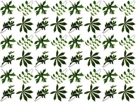 Pattern Leaves background photo