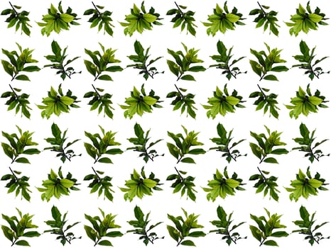 Pattern Leaves background photo
