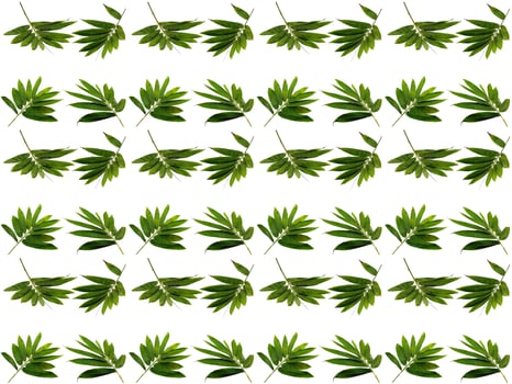 Pattern Leaves background photo