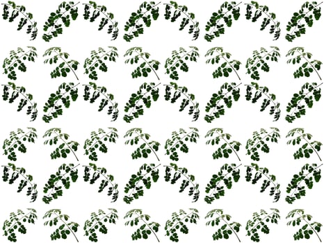 Pattern Leaves background photo