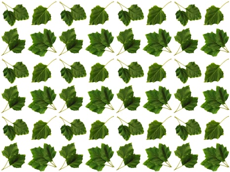 Pattern Leaf background photo