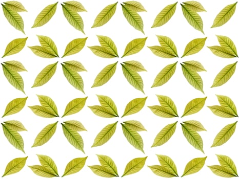 Pattern Leaf background photo