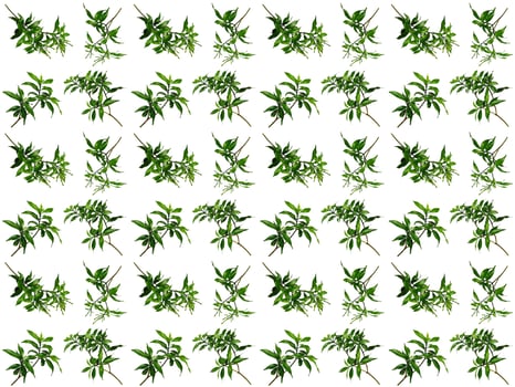 Pattern Leaf background photo