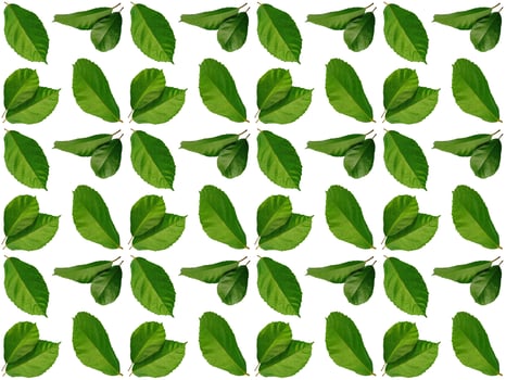 Leaves pattern background photo