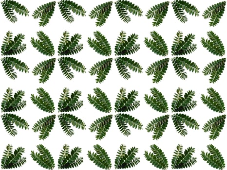 Leaves pattern background photo