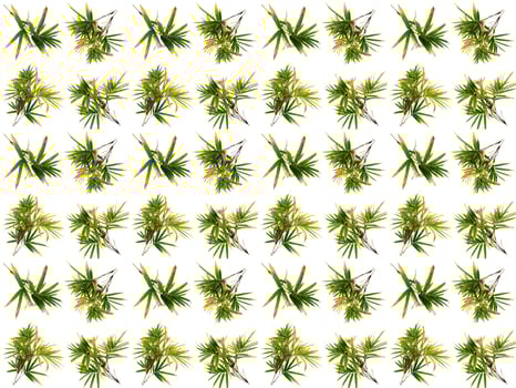 Leaf pattern background photo