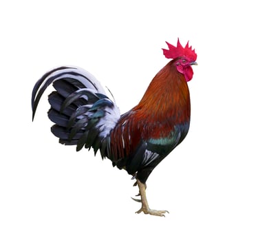 Colorful free range healthy male rooster chicken isolated on white background photo