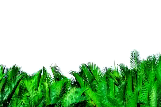 Green leaves of palm isolated on white background. Nypa fruticans Wurmb Nypa, Atap palm, Nipa palm, Mangrove palm. Green leaf for decoration in organic products. Tropical plant. Green exotic leaf. photo