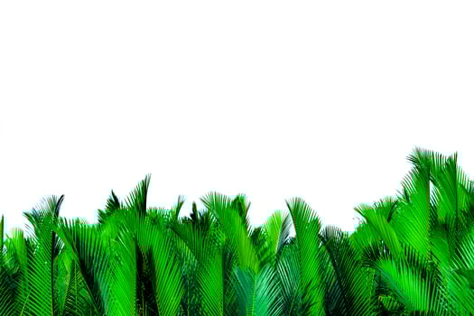 Green leaves of palm isolated on white background. Nypa fruticans Wurmb Nypa, Atap palm, Nipa palm, Mangrove palm. Green leaf for decoration in organic products. Tropical plant. Green exotic leaf. photo