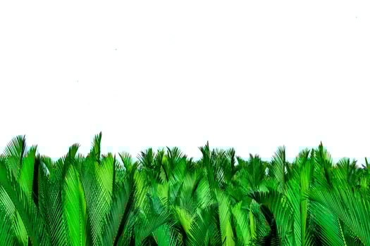 Green leaves of palm isolated on white background. Nypa fruticans Wurmb Nypa, Atap palm, Nipa palm, Mangrove palm. Green leaf for decoration in organic products. Tropical plant. Green exotic leaf. photo