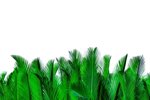 Green leaves of palm isolated on white background. Nypa fruticans Wurmb Nypa, Atap palm, Nipa palm, Mangrove palm. Green leaf for decoration in organic products. Tropical plant. Green exotic leaf. photo