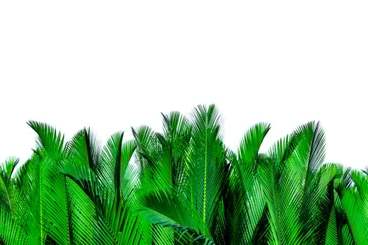 Green leaves of palm isolated on white background. Nypa fruticans Wurmb Nypa, Atap palm, Nipa palm, Mangrove palm. Green leaf for decoration in organic products. Tropical plant. Green exotic leaf. photo