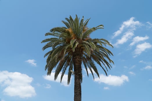Palm tree in the sky photo
