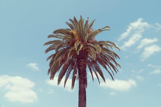 Palm tree in the sky photo