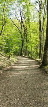 Forest road, green trees. spring nature photo