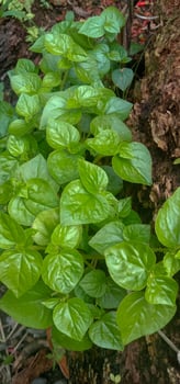 A bunch of fresh grass with a nice green color photo